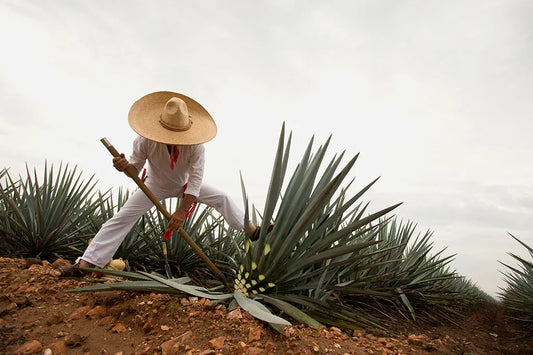 Destileria Reves: Destilados Hechos en México